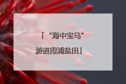 “海中宝马”游进霞浦盐田