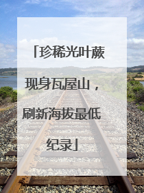 珍稀光叶蕨现身瓦屋山，刷新海拔最低纪录