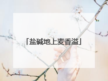 盐碱地上麦香溢