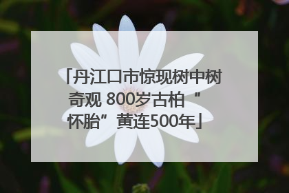 丹江口市惊现树中树奇观 800岁古柏“怀胎”黄连500年