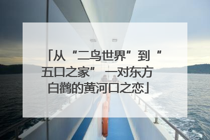 从“二鸟世界”到“五口之家” 一对东方白鹳的黄河口之恋