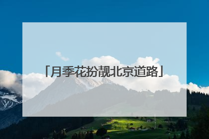 月季花扮靓北京道路