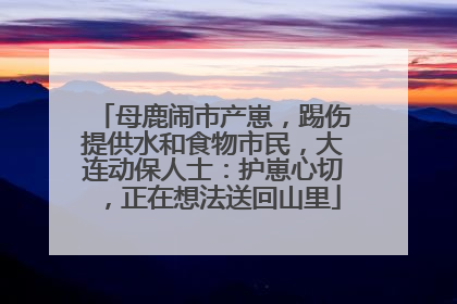 母鹿闹市产崽，踢伤提供水和食物市民，大连动保人士：护崽心切，正在想法送回山里