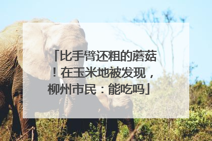 比手臂还粗的蘑菇！在玉米地被发现，柳州市民：能吃吗