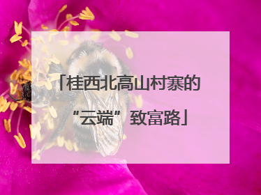 桂西北高山村寨的“云端”致富路