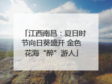 江西南昌：夏日时节向日葵盛开 金色花海“醉”游人