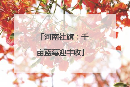 河南社旗：千亩蓝莓迎丰收