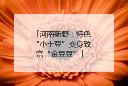 河南新野：特色“小土豆”变身致富“金豆豆”