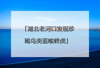 湖北老河口发现珍稀鸟类蓝喉蜂虎