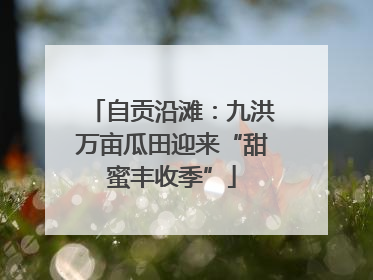 自贡沿滩：九洪万亩瓜田迎来“甜蜜丰收季”