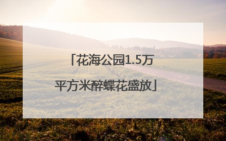 花海公园1.5万平方米醉蝶花盛放